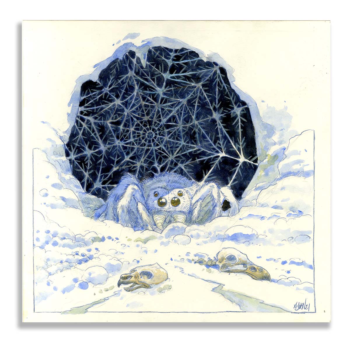 Illustration originale A.Dan, mygale des neiges